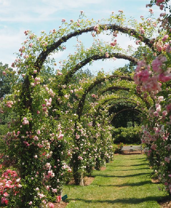 Arched Rose Pathway in West Hartford Conneticut's Elizabeth Park.  Photograph by Sharon Cyboron Leaman