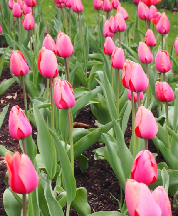 Pink Tulips in a group at Elizabeth Park in West Hartford Connticut.  Photograph by Sharon Cyboron Leaman