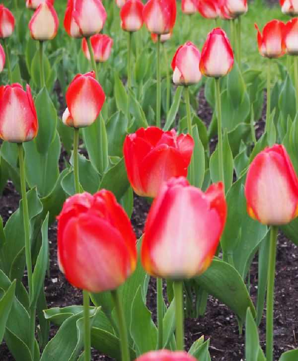 Red Tulips in a group at Elizabeth Park in West Hartford.  Photograph by Sharon Cyboron Leaman