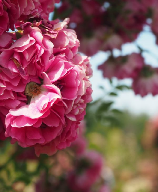Rose bloosoms in Elizabeth Park in West Hartford Conneticut.  Photograph by Sharon Cyboron Leaman